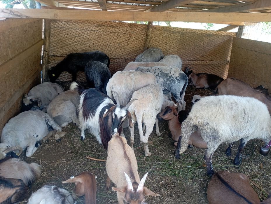 13 oi și o mieluță și un berbec
