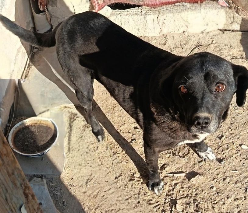 Собака в хорошие руки даром