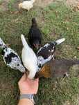 Gainuse/cocosei , pitice/americane