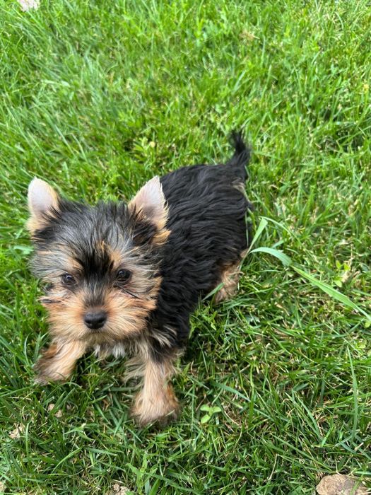 Yorkshire terrier