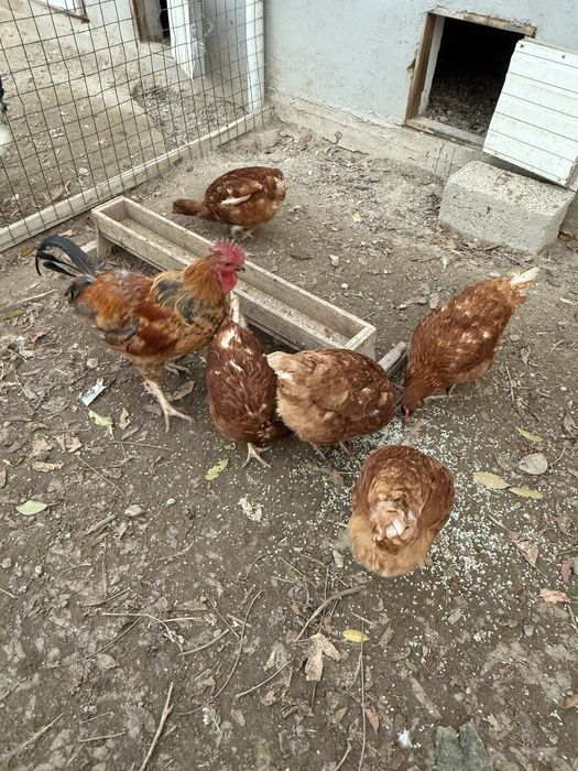 Семейство из 5 куриц и 1 петуха