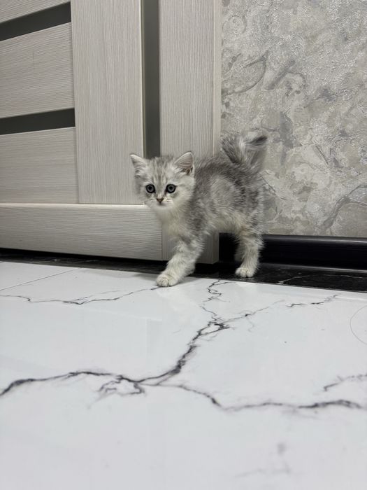 Скоттиш страйт киз бола