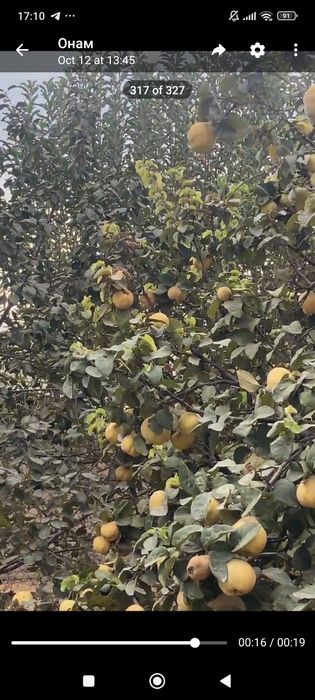 Behi sochniy va shirin o'zimizzi boğdan 50 kilo koldi ko'rib tanlab os