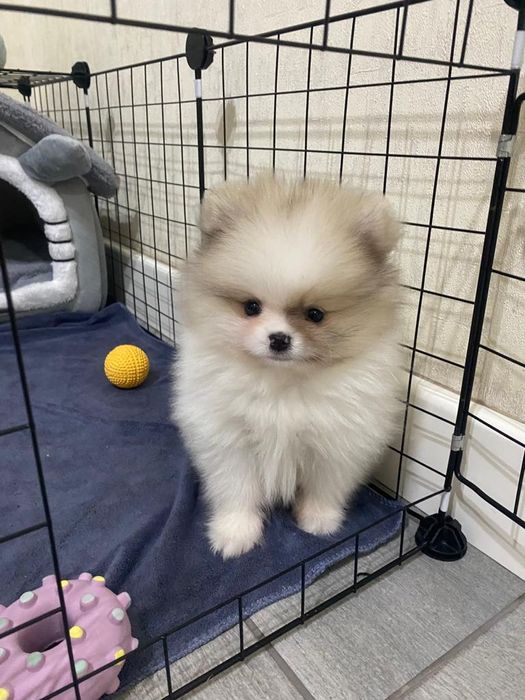 Девочки и мальчики шпицы в продаже