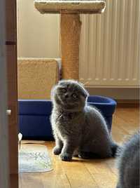 Pui Scottish Fold