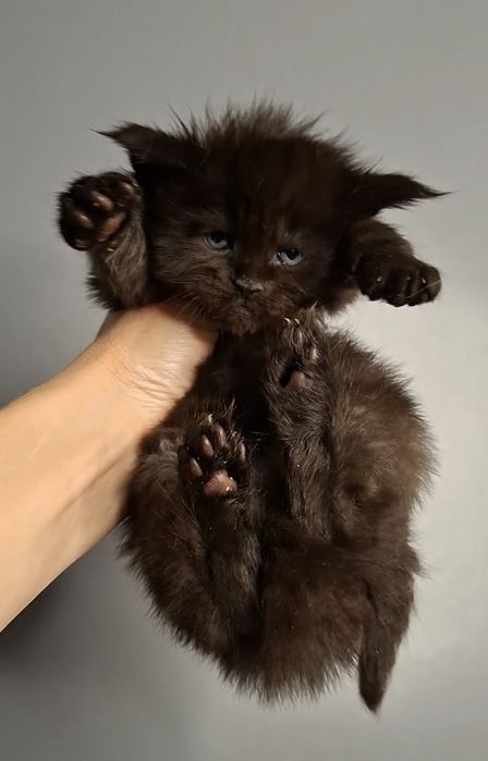 Мейн-кун из питомника