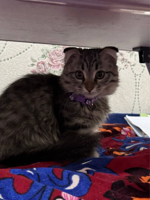 Mushukcha sotiladi scotish fold