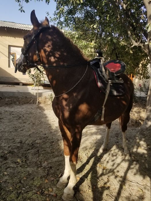 ot sotiladi aybi yuq