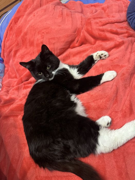 Пушистый и плюшевый котенок