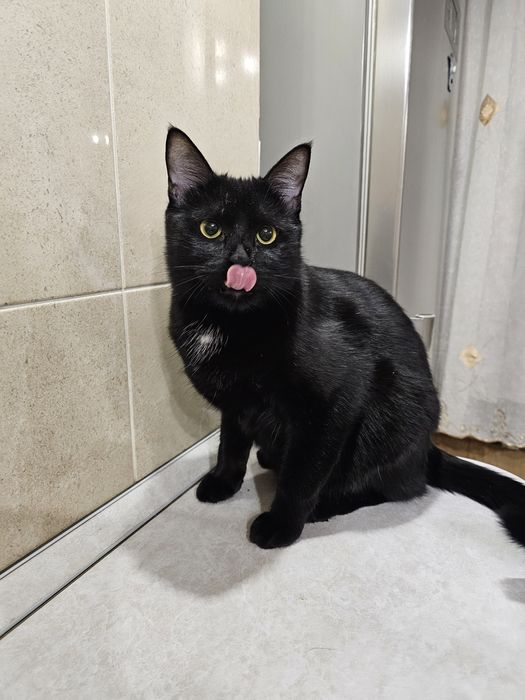 Кот мальчик ищет дом, отдаётся кот в добрые руки