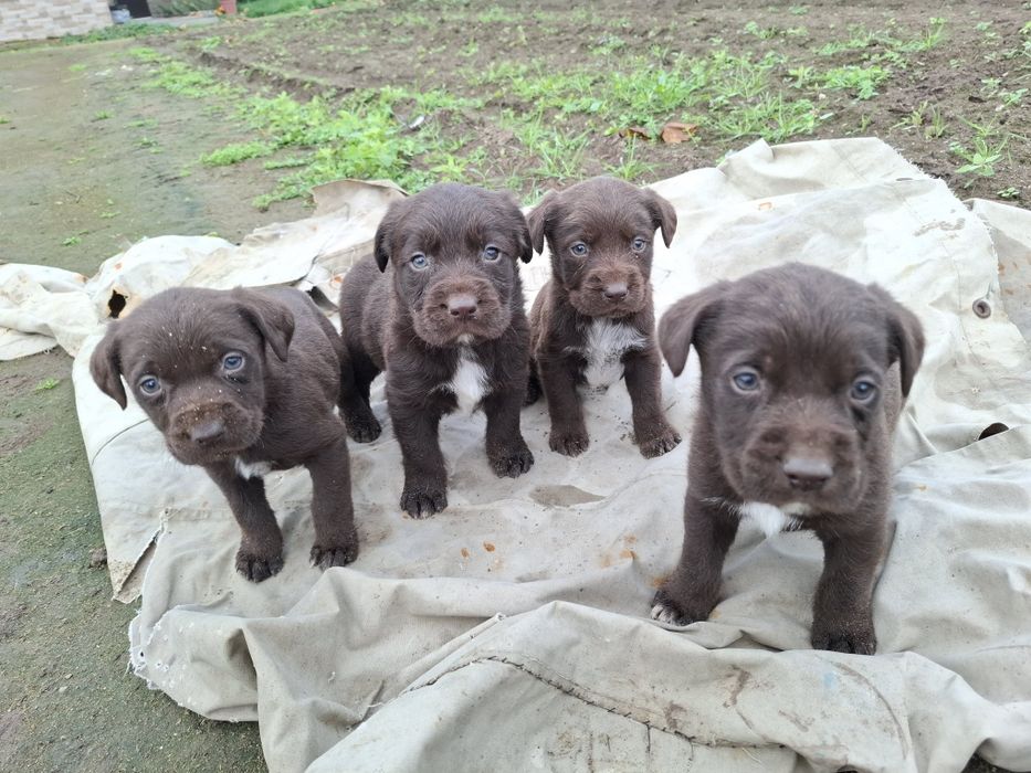 Малки Дратхарчета