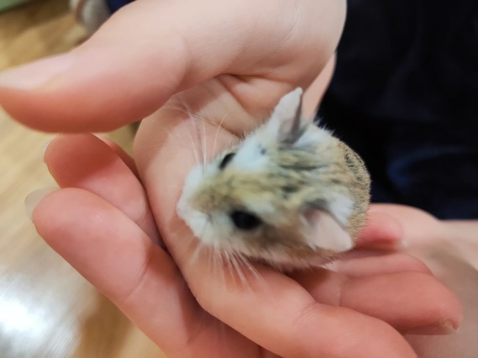 Хамстери и клетка