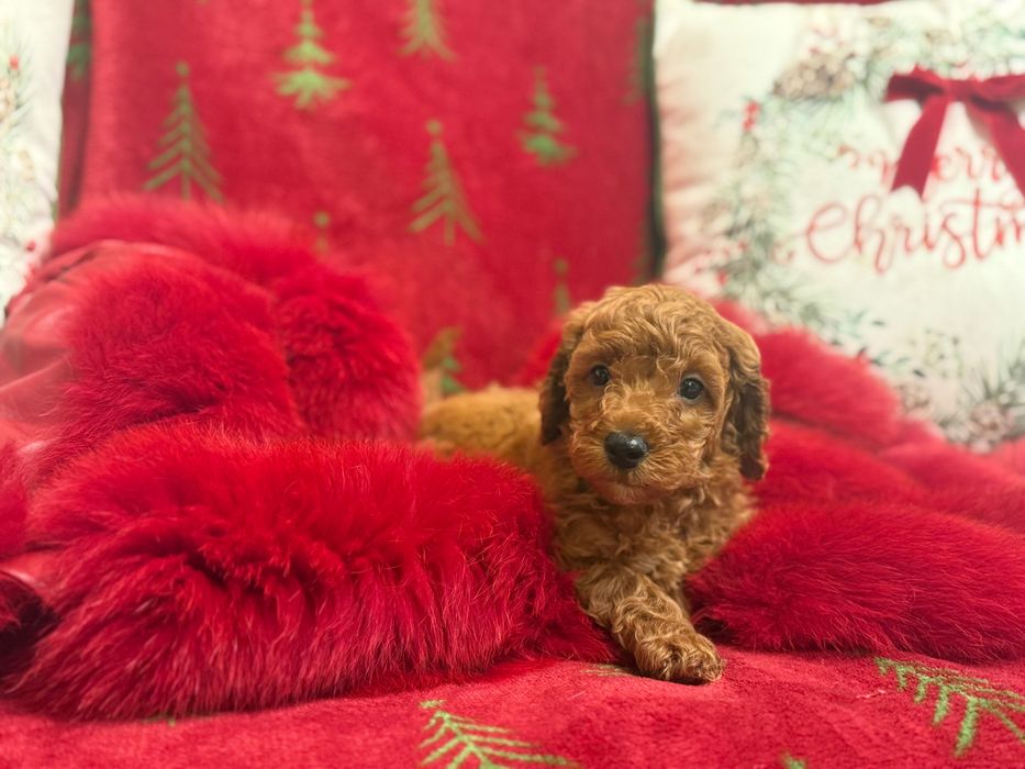 Poodle Toy Roșu mascul