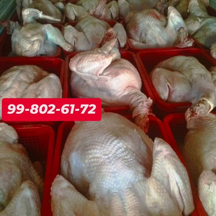 Kurka halol soyilgan 7 kg 8 kg gacha