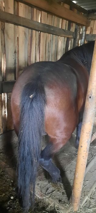 Кабыла 4 годовалый