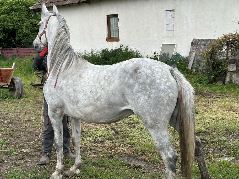 Vand iapa FFF frunoasa de 5 ani