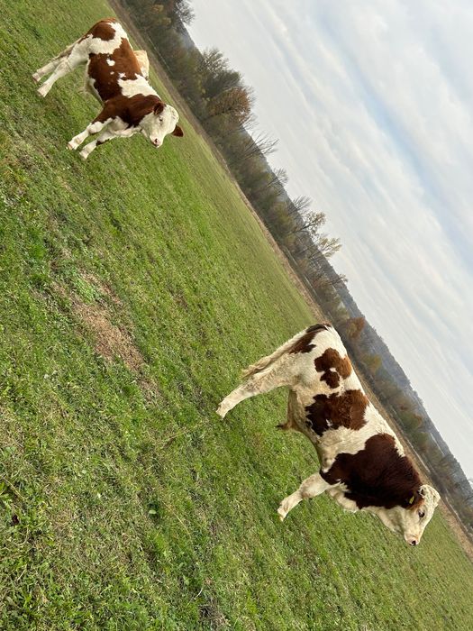 Vând viței bălțați