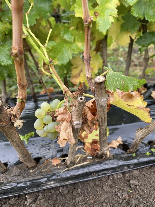 Vand butasi vita de vie