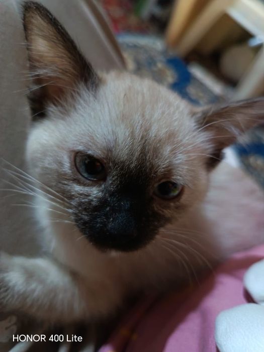 Продаётся кошка Сияамский.