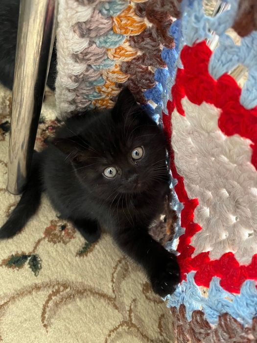 Скотиш страйт/фолд