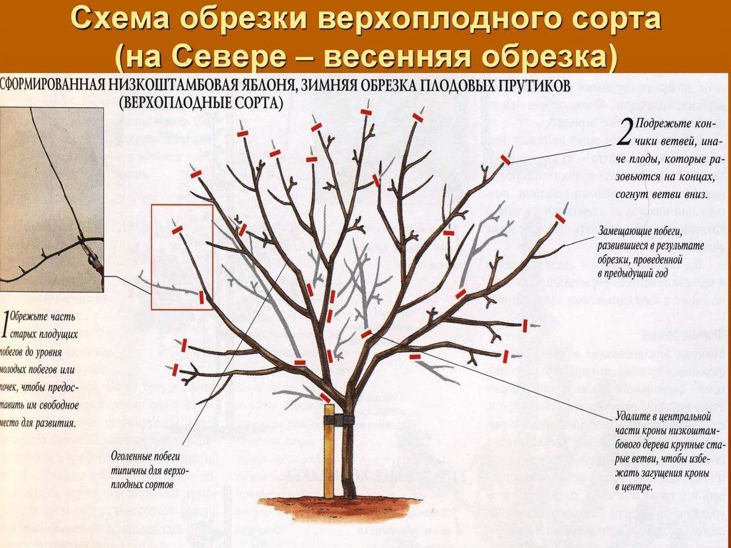 Садовник богбон хизматлари