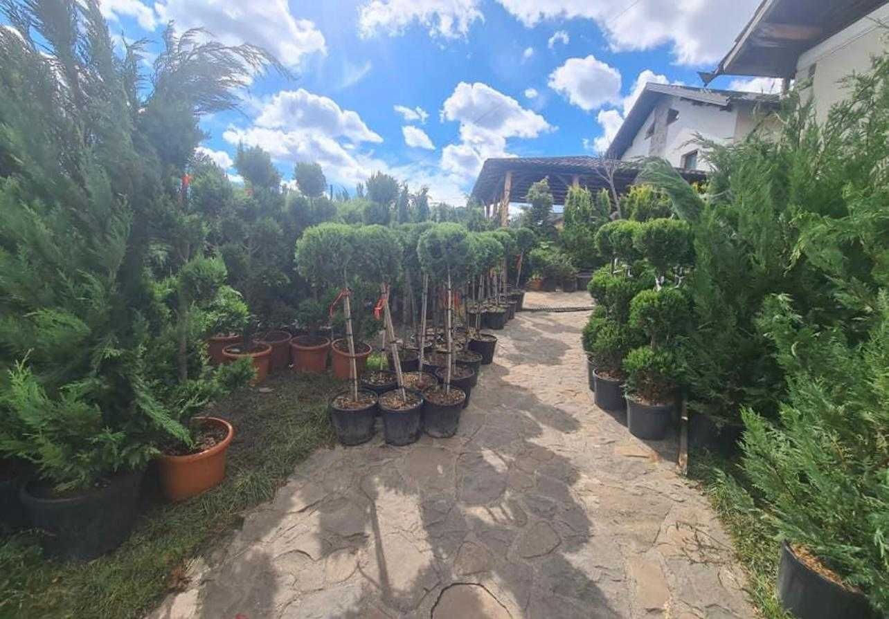 Alege cele mai bune plante ornamentale pentru grădina ta!