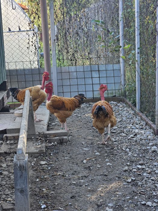 Cocoși gît golaș de Transilvania