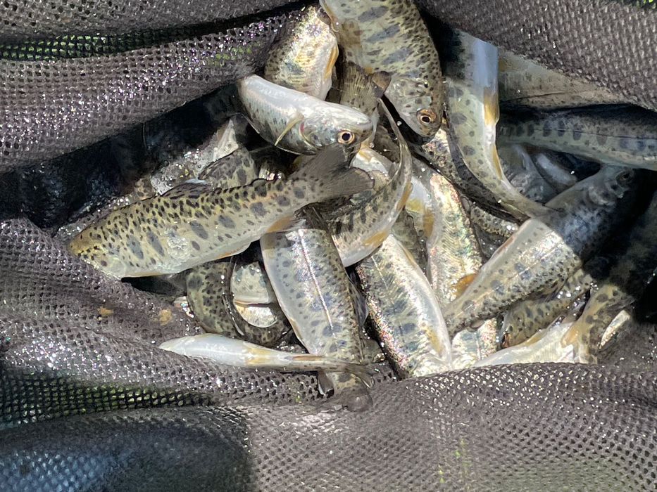 Puiet de păstrăv 25 g curcubeu