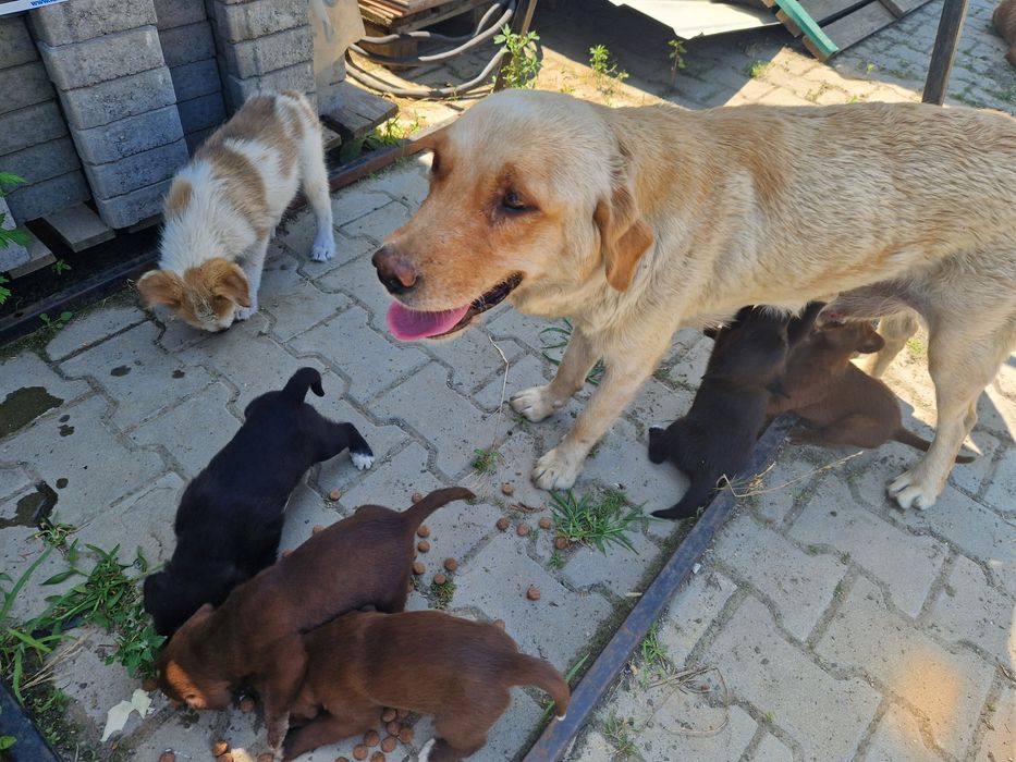Vând căței Labrador metis