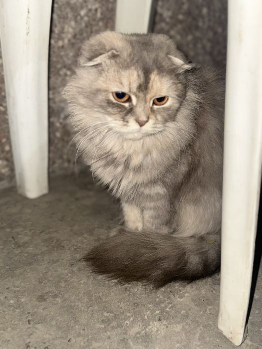 Scottish Fold mushukcha sotiladi — uyga o‘rgatilgan va sog‘lom