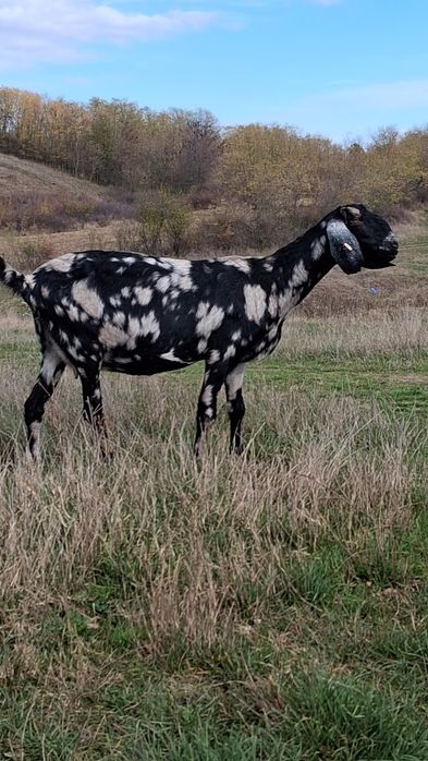 Vând capra ANGLO Nubian cu Pedigree Cehia