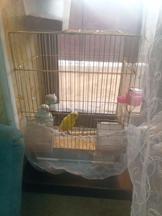 Продам попугайчиков