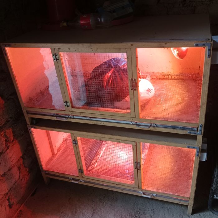 Брудер сотилади куп ишлатилмаган жужа катта киладиган раддом