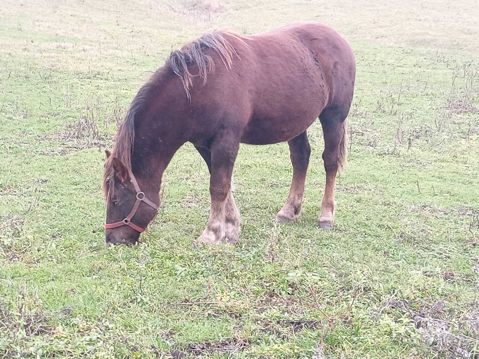 Vând mânz 1 an și 4 luni