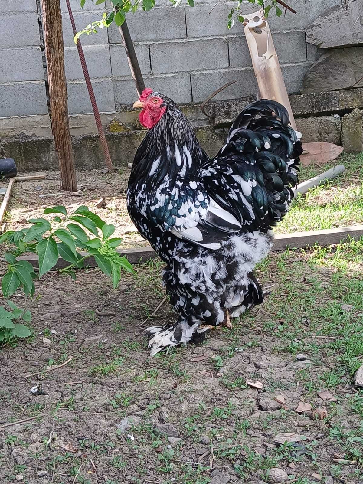 Vand ouă găini brahma NEGRU BOBAT.