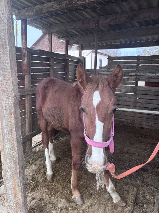 Тай сатылады каны бар