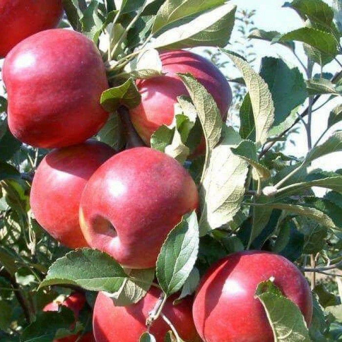 Pomi Fructiferi  pitici soiuri  de mar