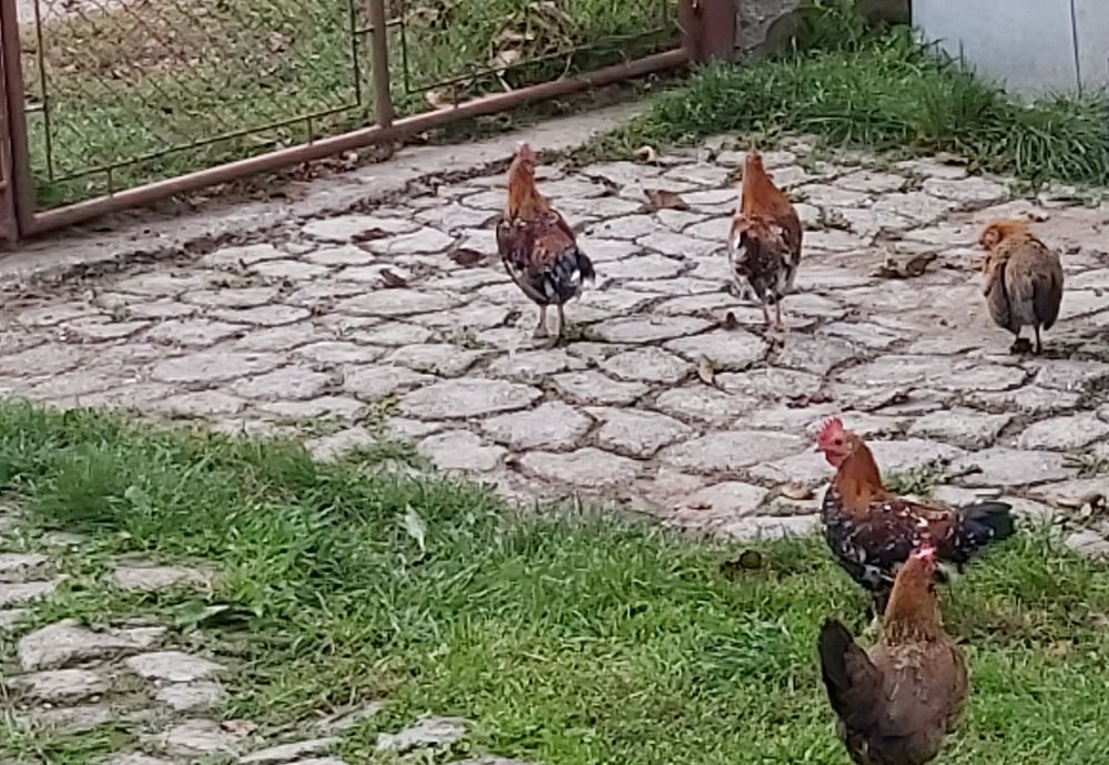 Cocoși liliputi de vânzare