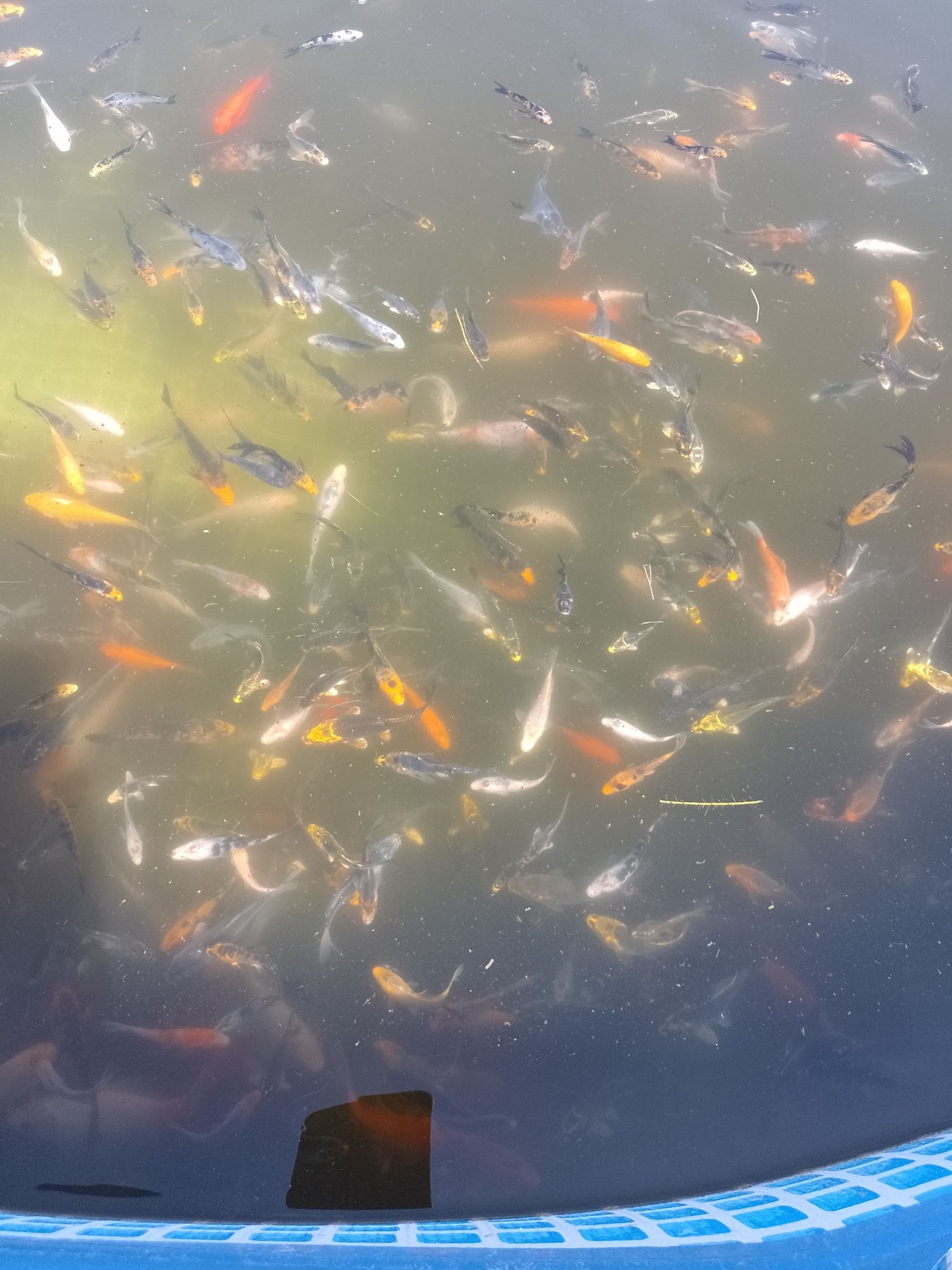 Crap koi , pești de iaz, lac , carasi comete și Shubunkin
