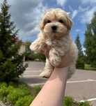 Maltipoo pudel poodle mini toy
