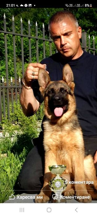 Елитн немски овчарка