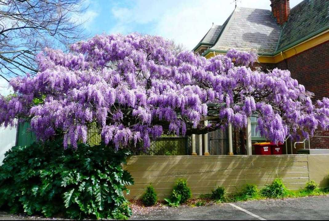 Глициния (Wisteria)
