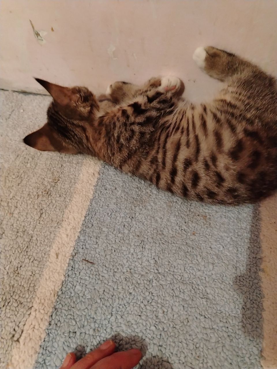 Кошка и Катеньку