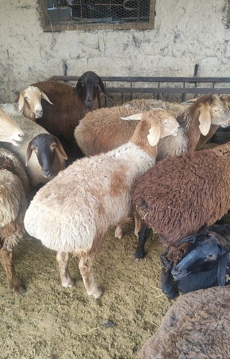 Кой сатамын токты семіз қазақйы токты тұсақ