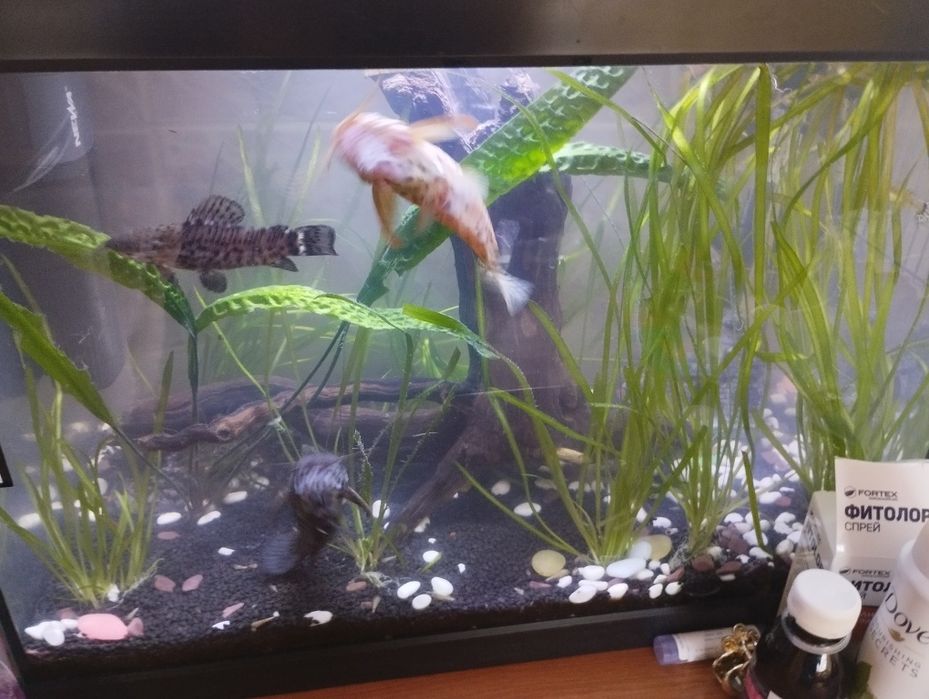 Аквариум 60 литра