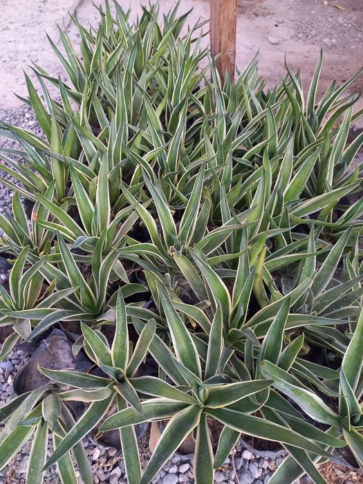 Agava guli narhi 30 000som gul sifati alo darajada