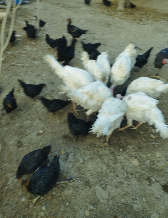 Биг 6 куркалар ва тавукчалар