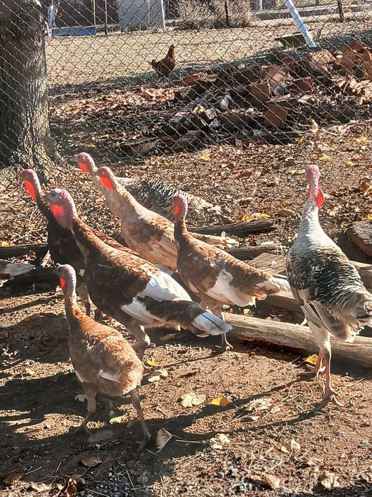 Млади домашни пуйки