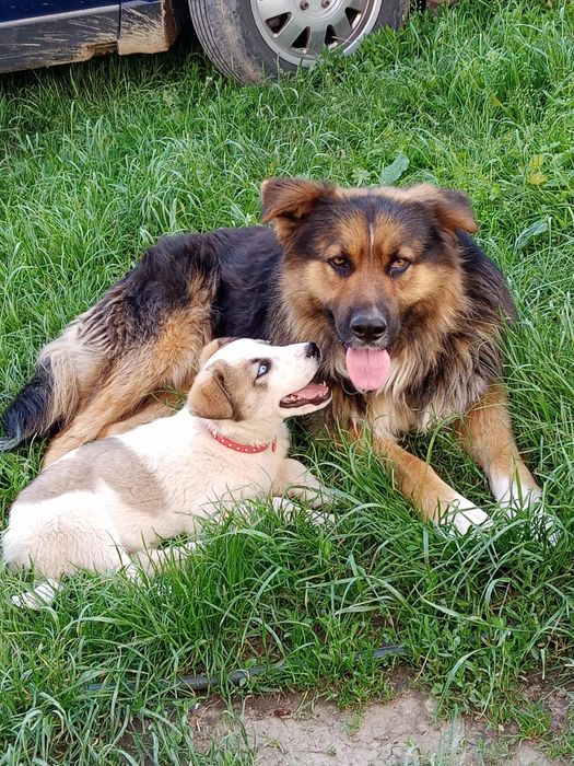 Donez cățelușă  pentru zona Hunedoara