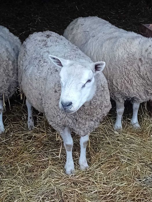 Vand berbec texel varsta 16 luni oaie gestanta mieluta